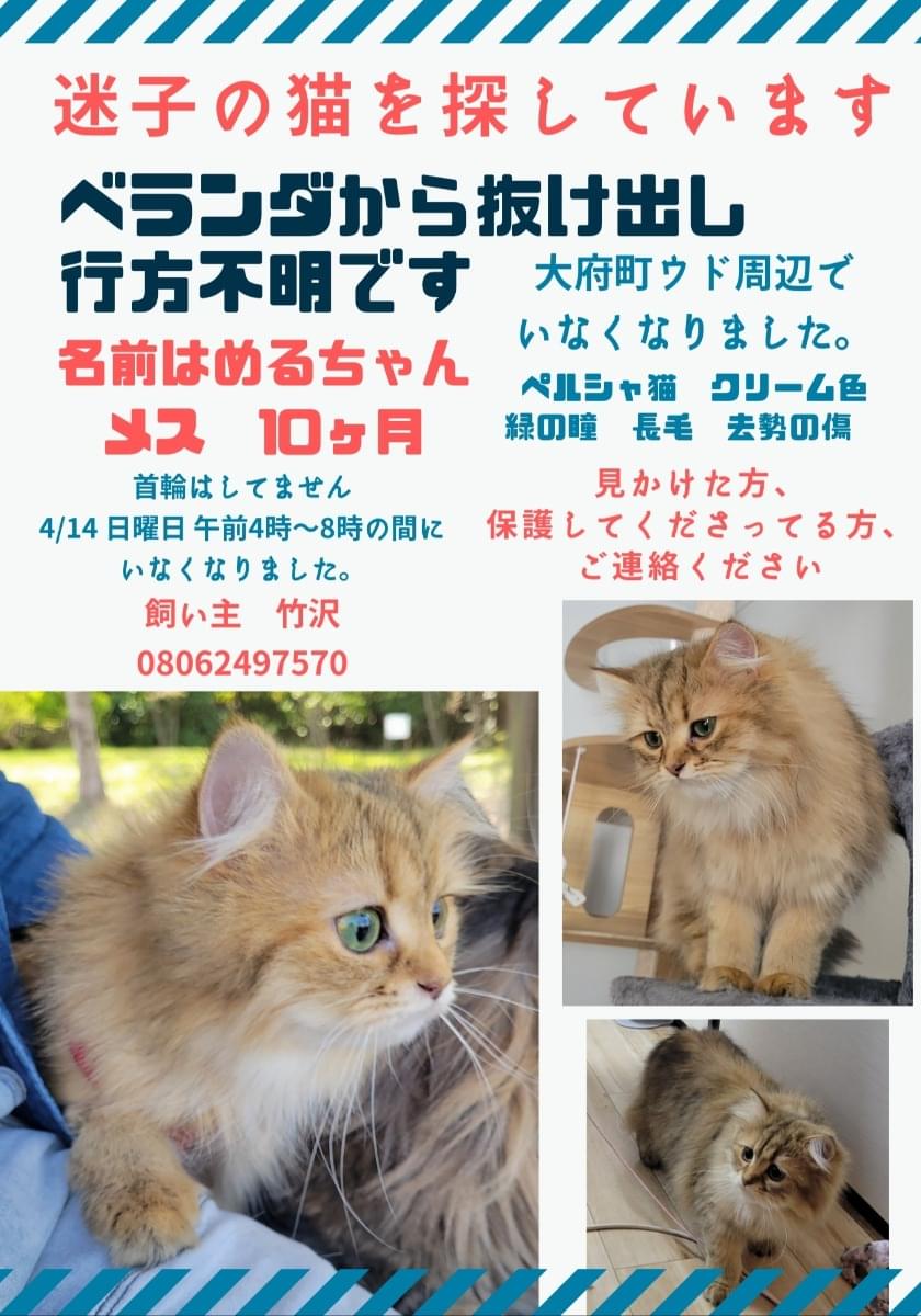ペルシャ猫を探してます