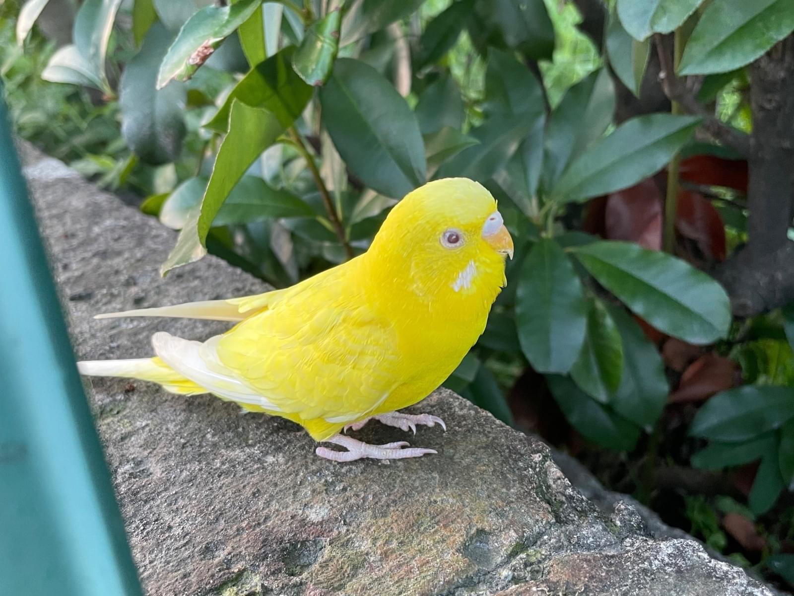 目撃された鳥 目撃された鳥
