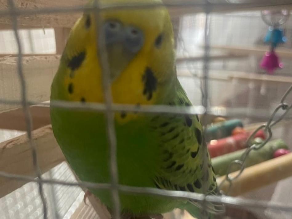 ぴーこちゃん ぴーこちゃん