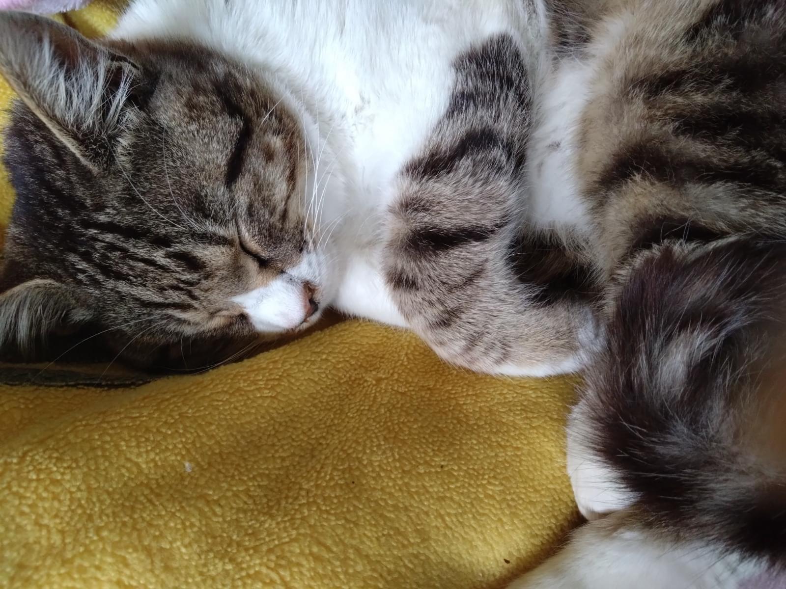 保護された猫 保護された猫