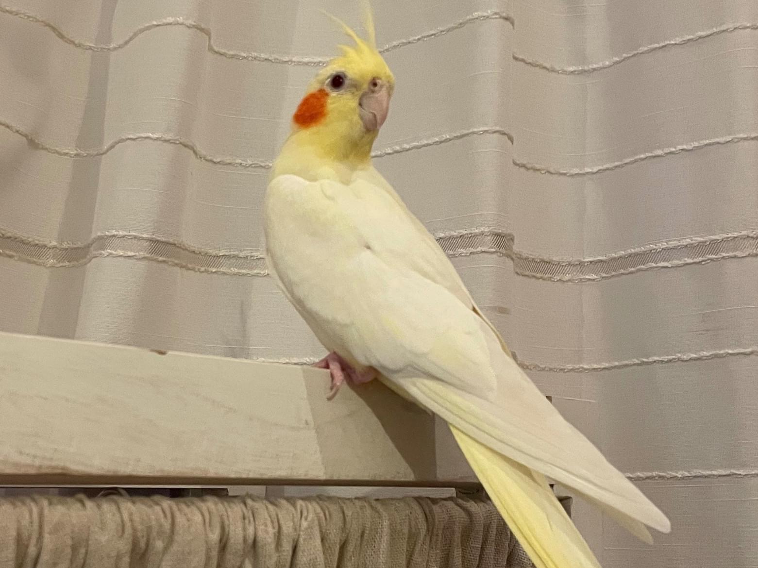 りんごちゃん りんごちゃん