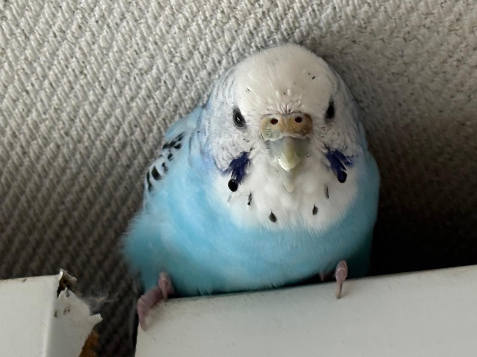 あおちゃん あおちゃん