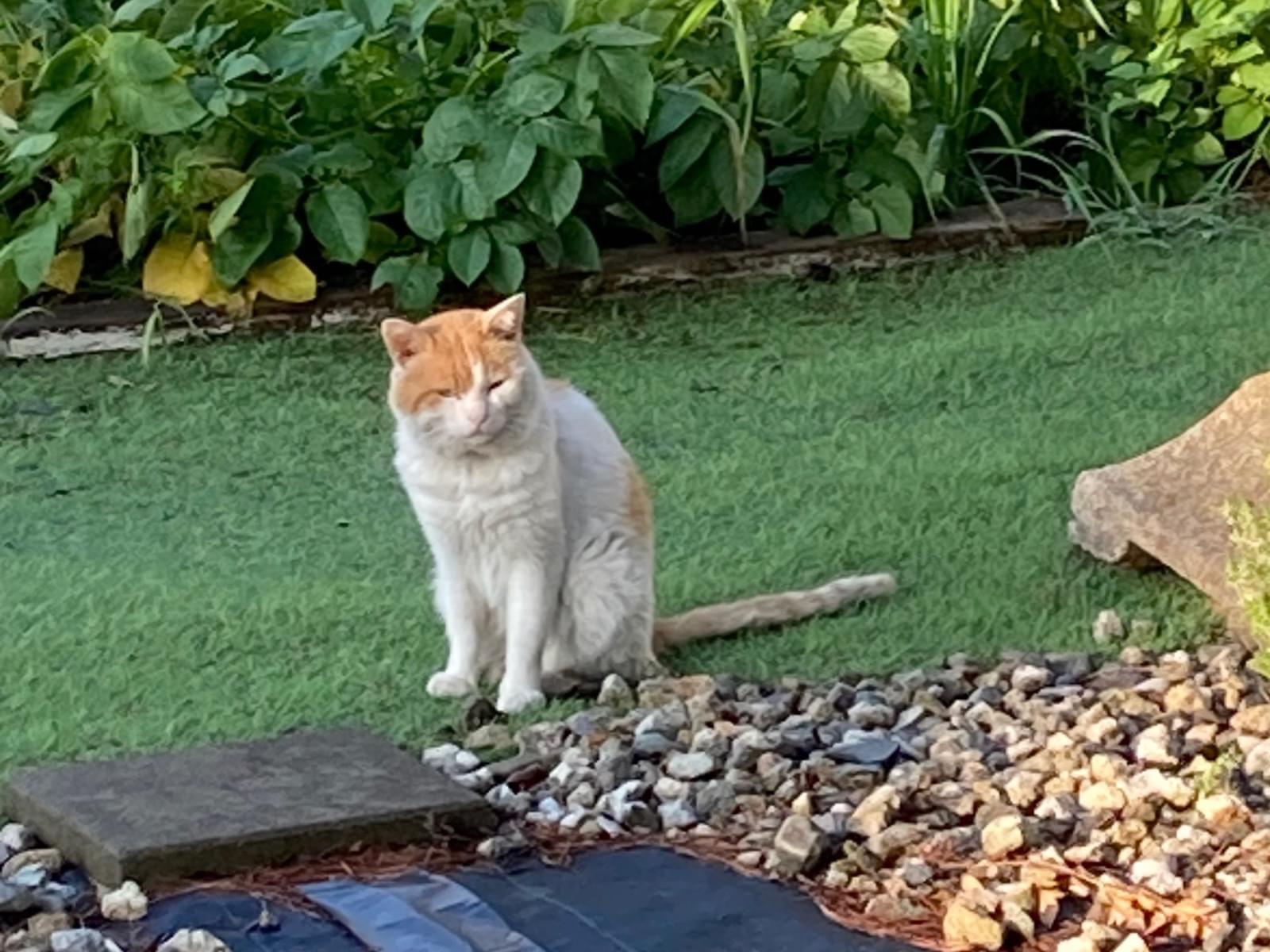 目撃された猫 目撃された猫