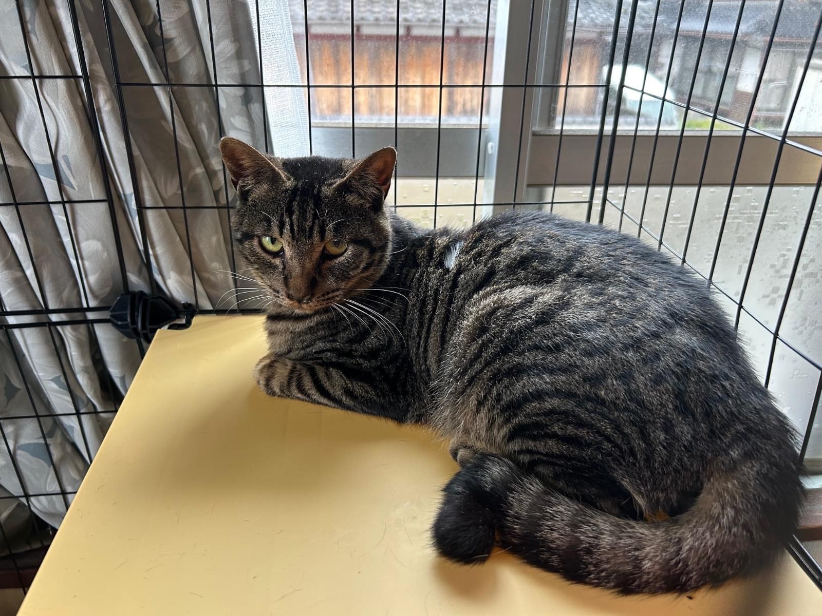 守鶴ちゃん 守鶴ちゃん