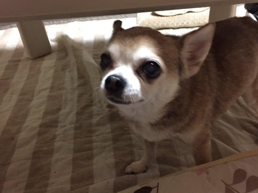 おかきちゃん おかきちゃん
