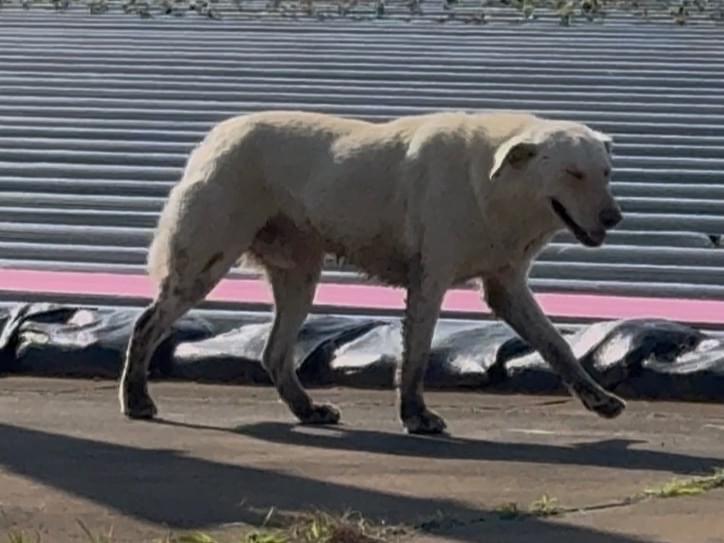 目撃された犬