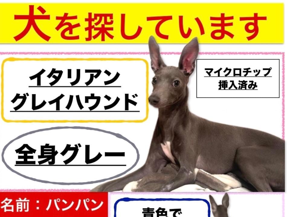 イタグレ迷子探しています!ちゃん イタグレ迷子探しています!ちゃん