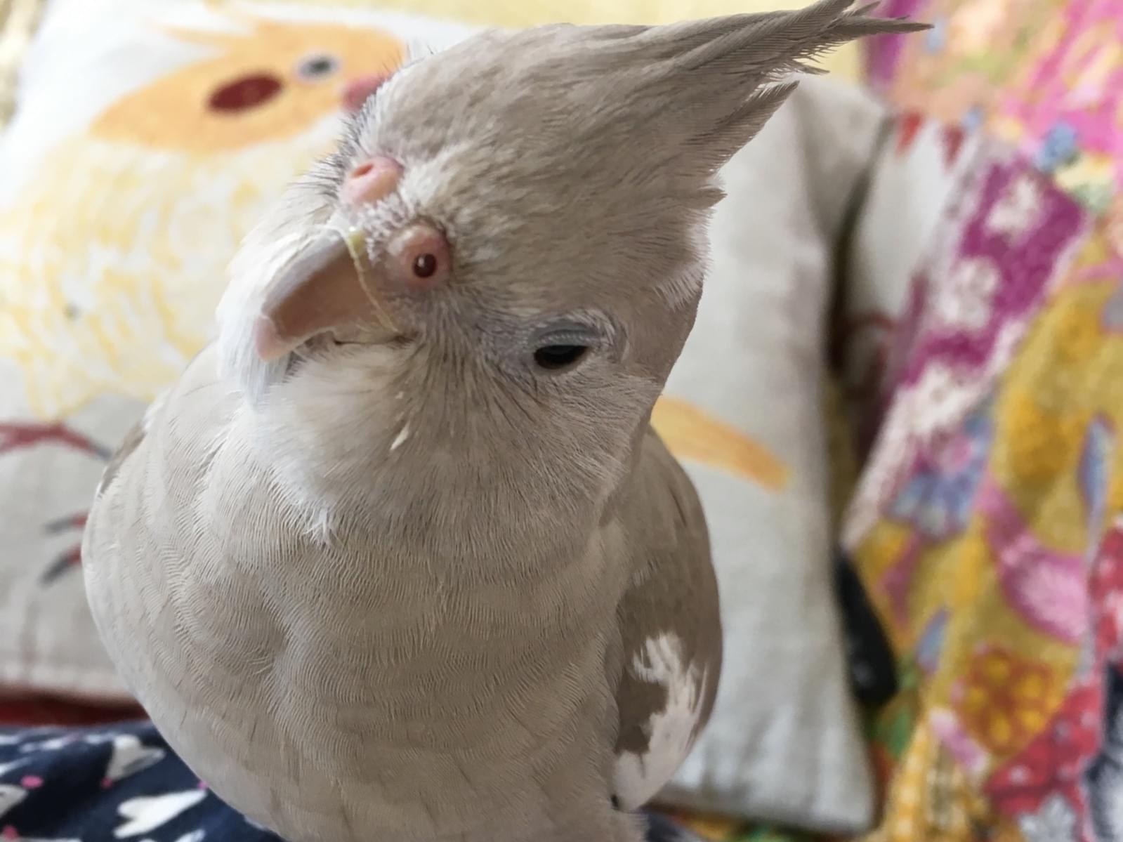ぴーじろうちゃん ぴーじろうちゃん