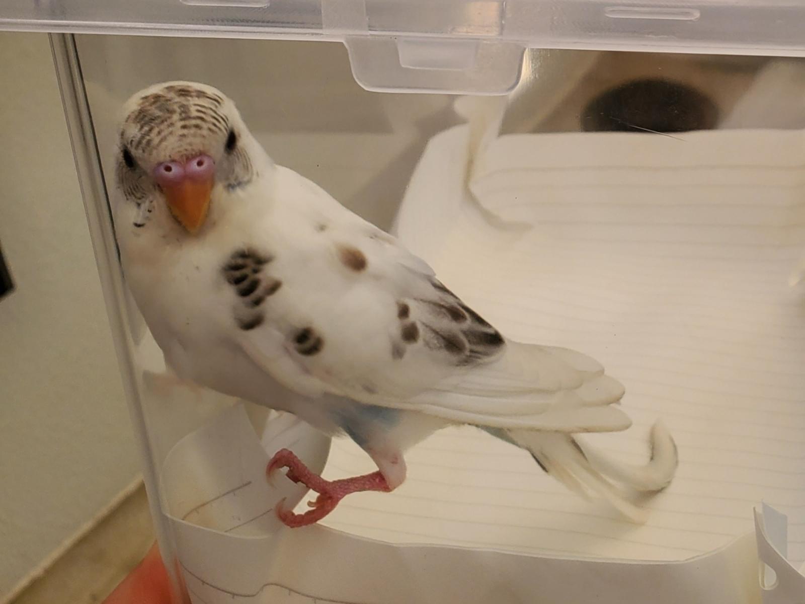 保護された鳥 保護された鳥