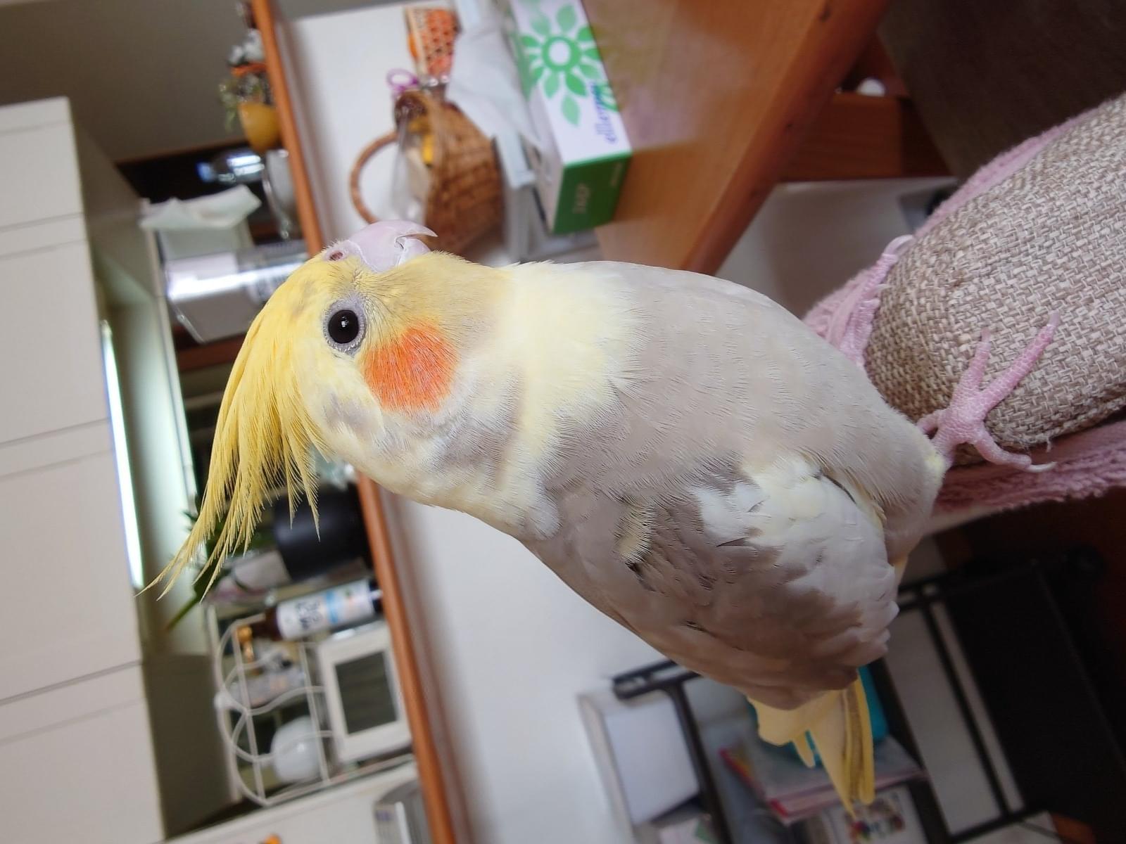 テラちゃん テラちゃん