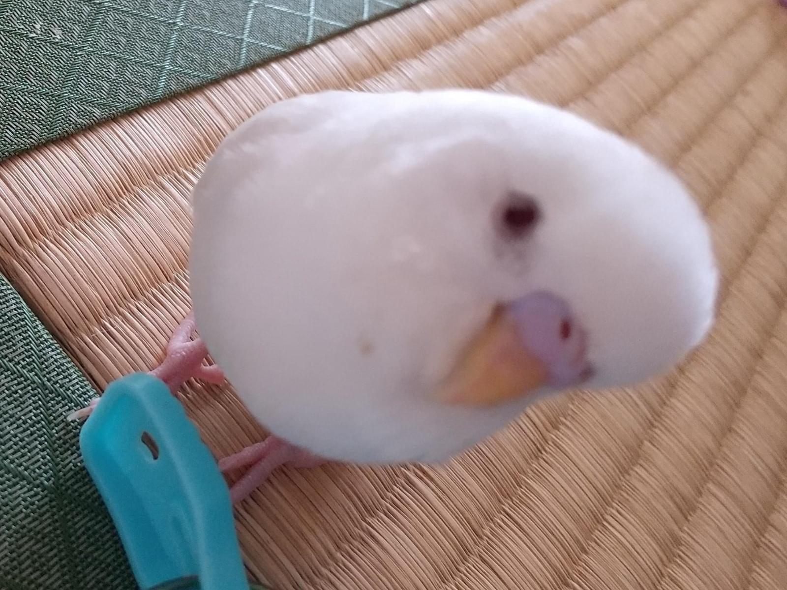 パールちゃん パールちゃん