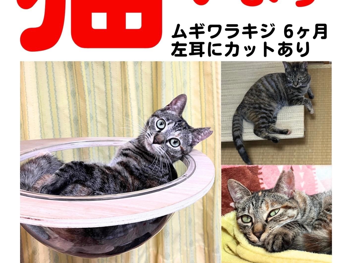 ムーちゃん ムーちゃん