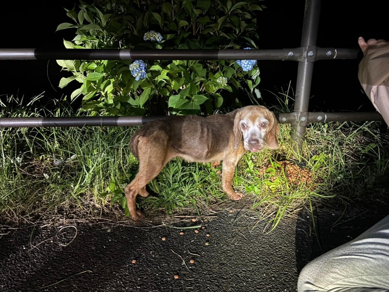 目撃された犬 目撃された犬