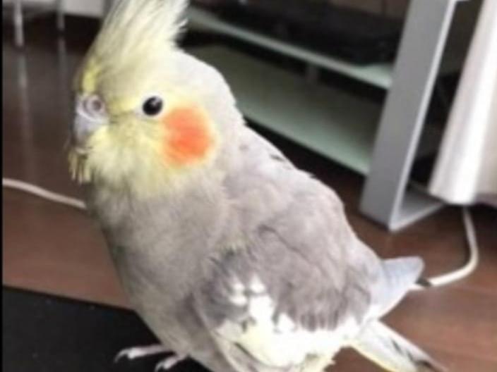 ぴーちゃん ぴーちゃん