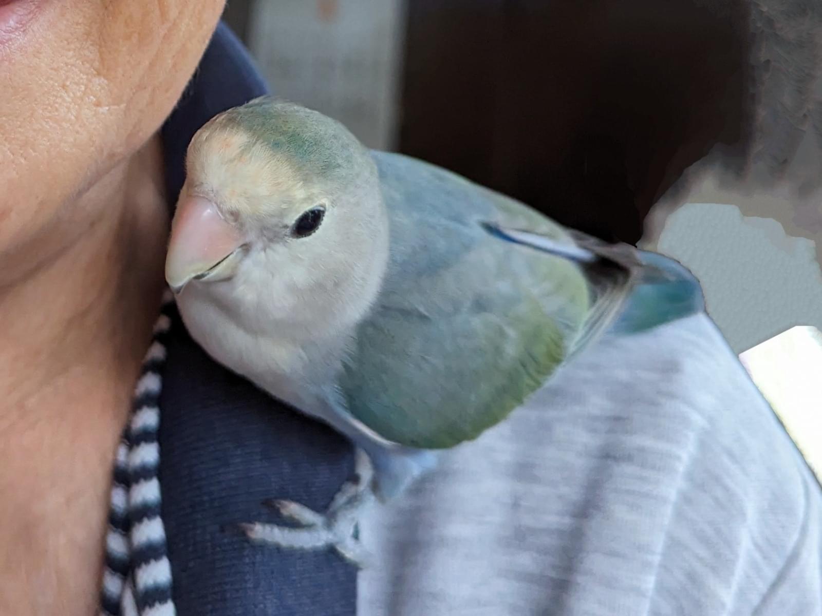 ころんちゃん ころんちゃん