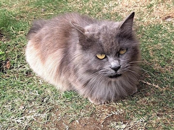 目撃された猫 目撃された猫