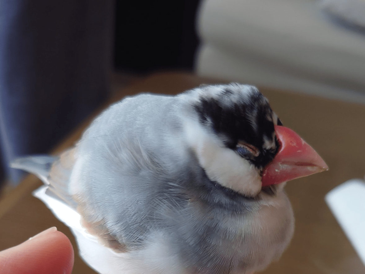 保護された鳥 保護された鳥