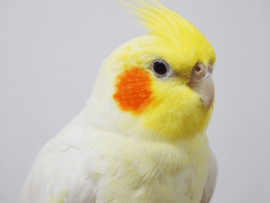 ピーちゃん ピーちゃん