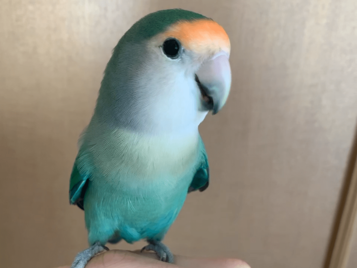 ひばりちゃん ひばりちゃん
