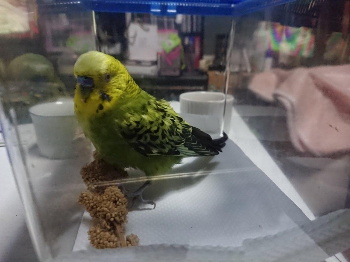 保護された鳥 保護された鳥