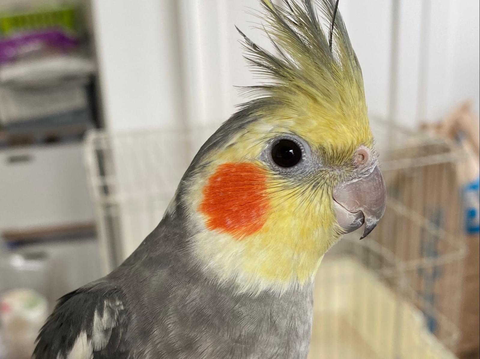 きりまるちゃん きりまるちゃん