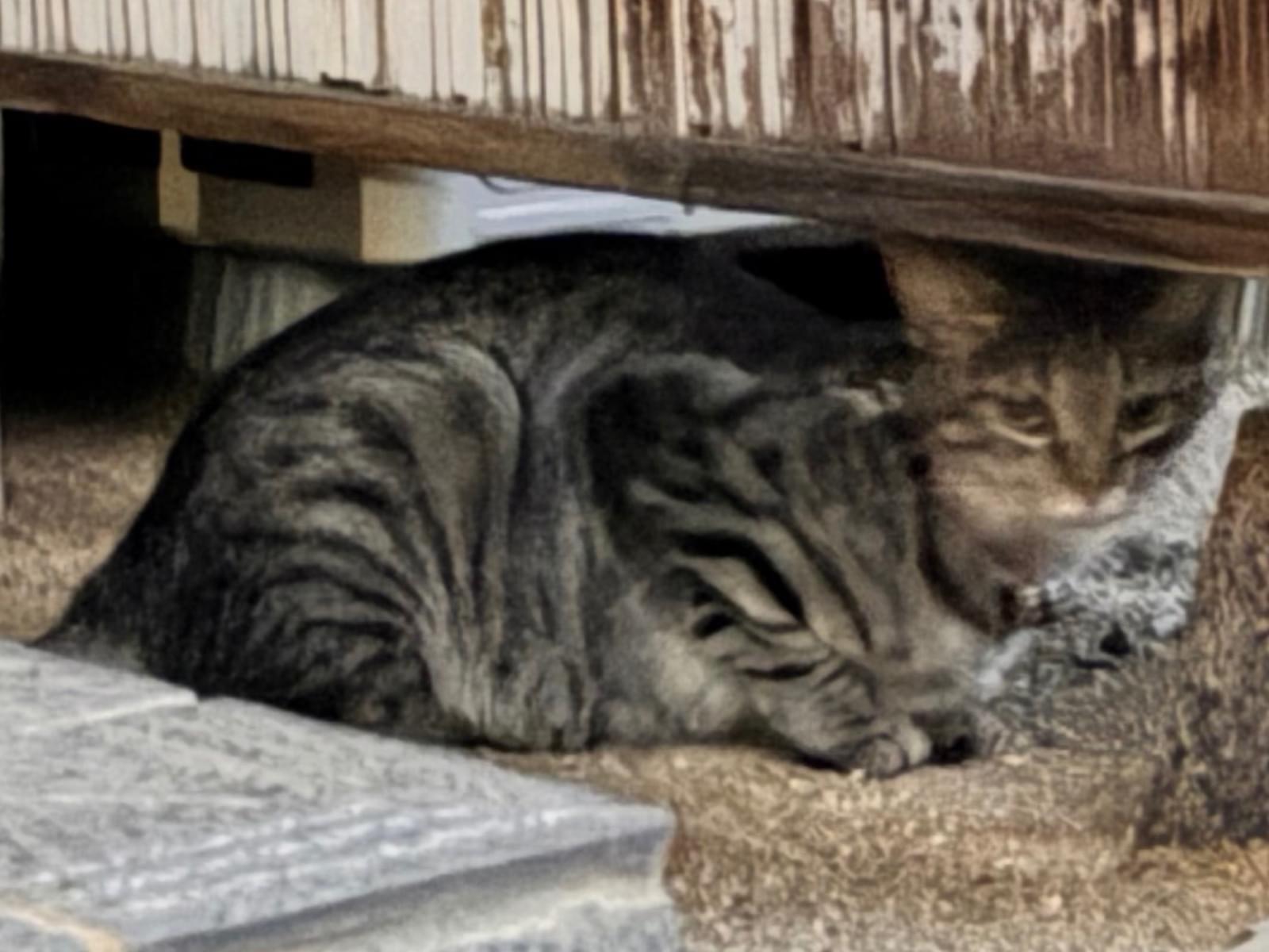 目撃された猫 目撃された猫
