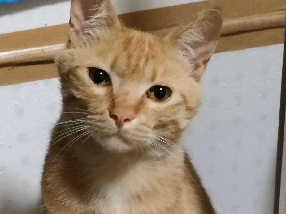 ジュニアちゃん ジュニアちゃん