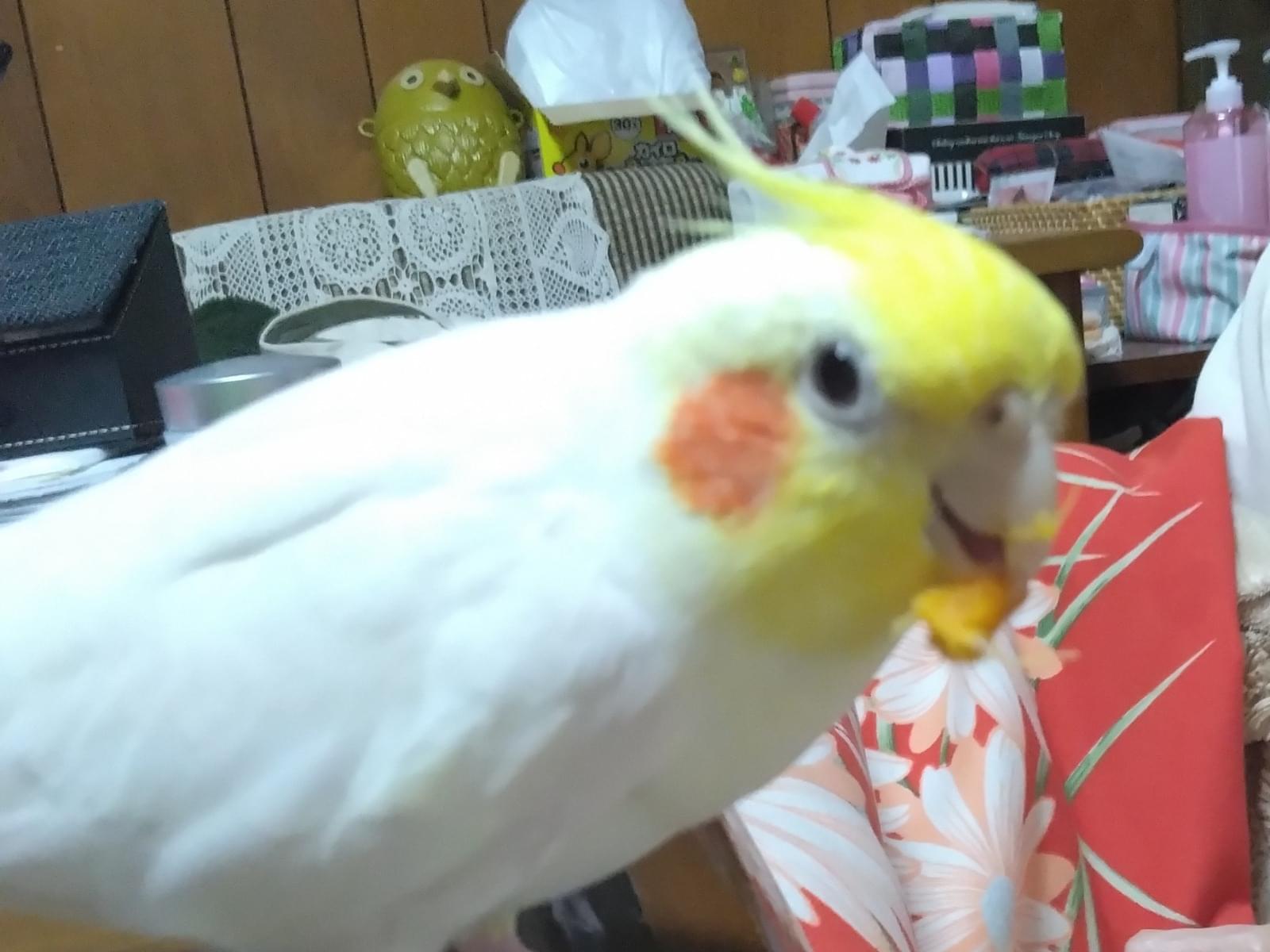 ぽぽちゃん ぽぽちゃん