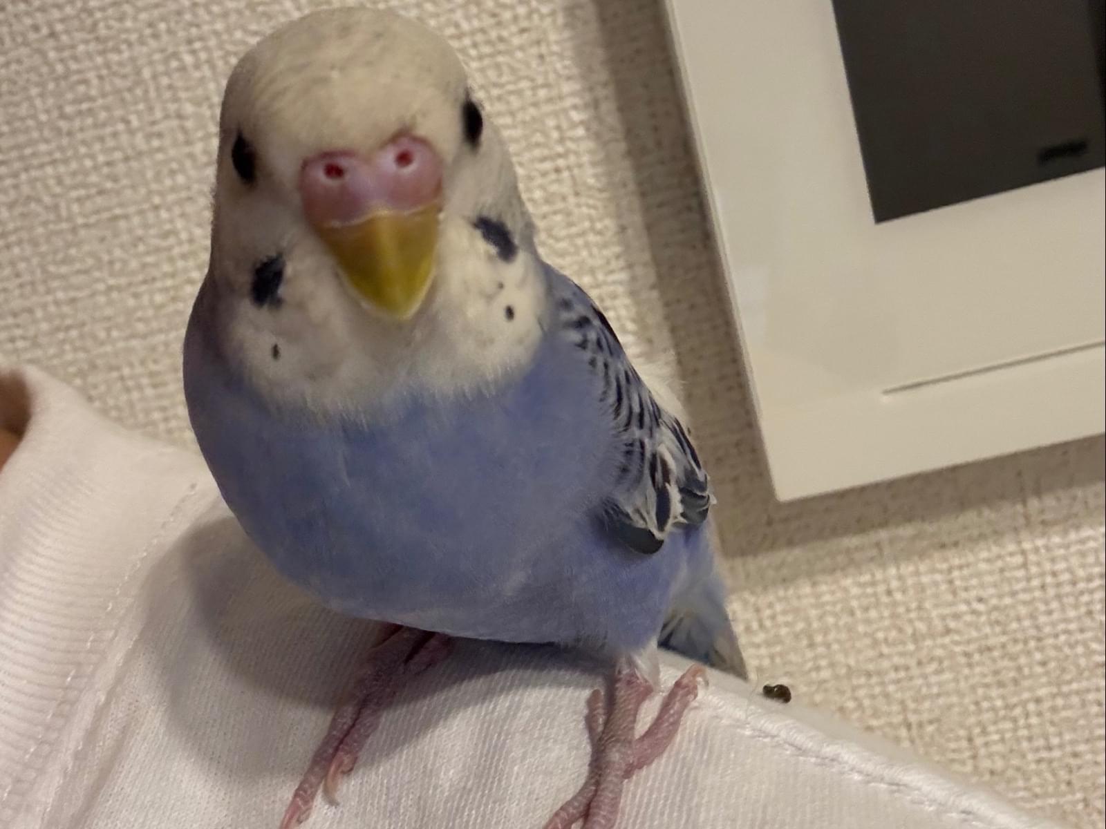 保護された鳥 保護された鳥