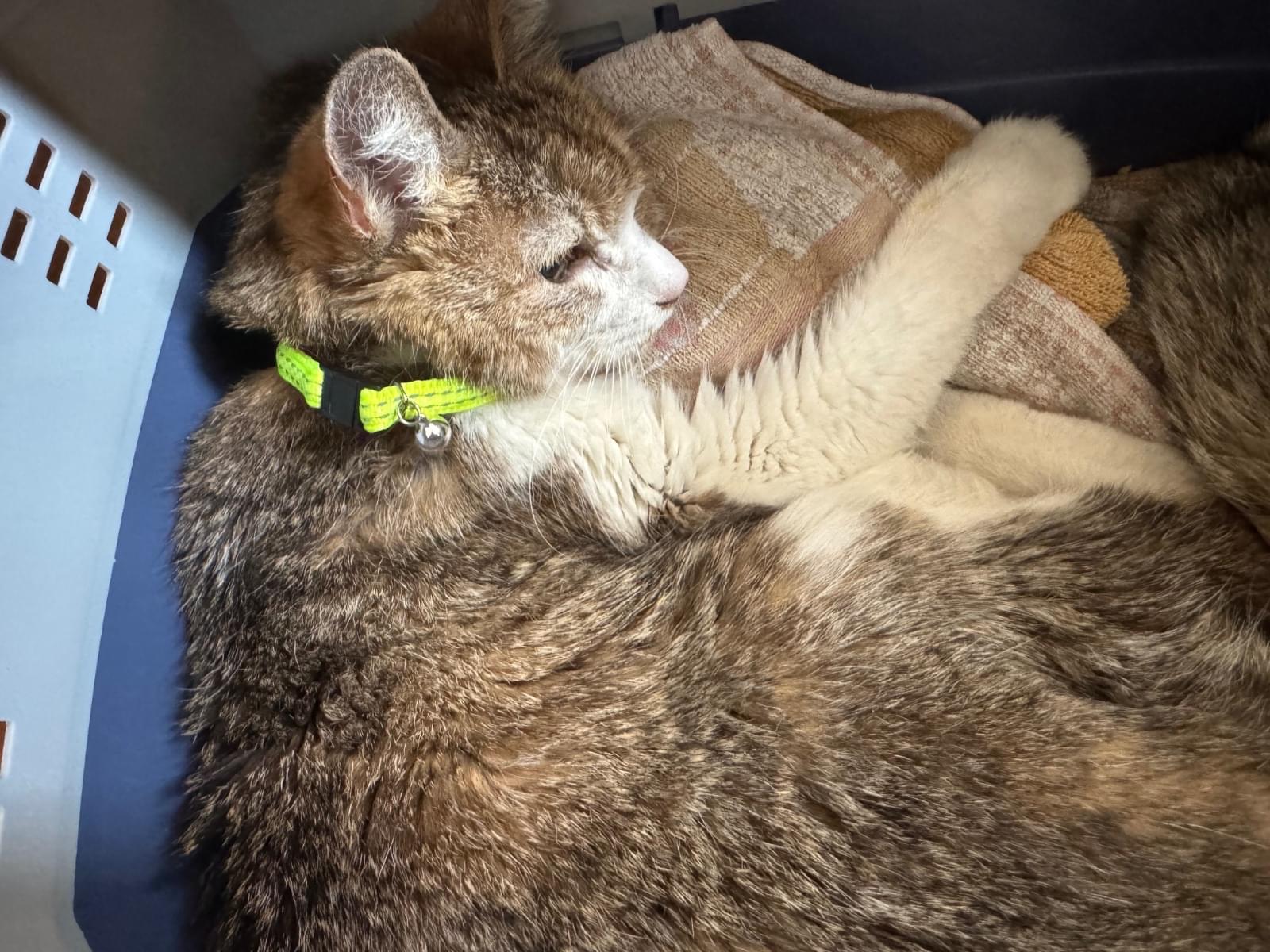 保護された猫 保護された猫