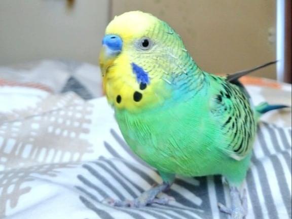 ピーちゃん ピーちゃん