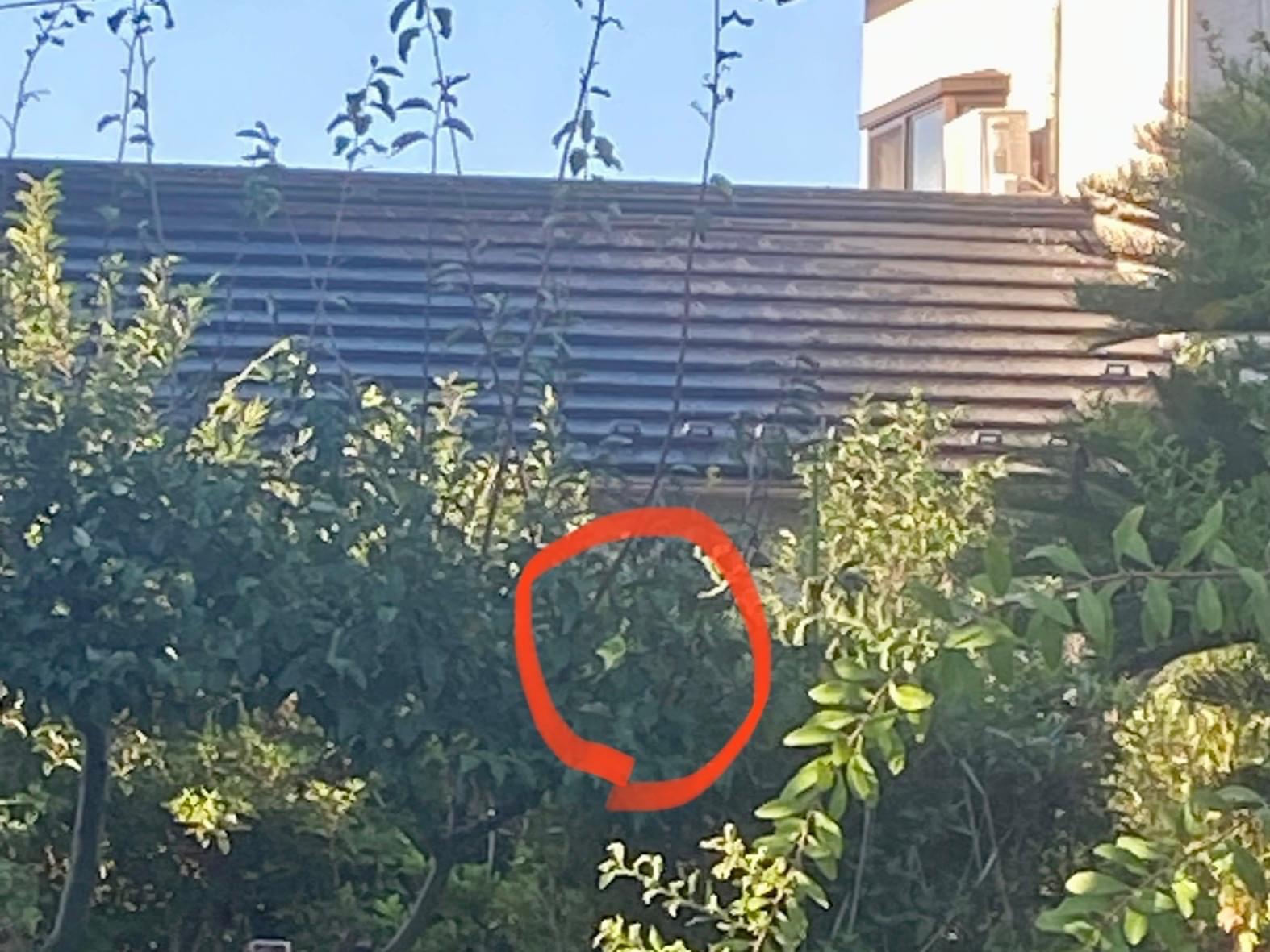 目撃された鳥 目撃された鳥