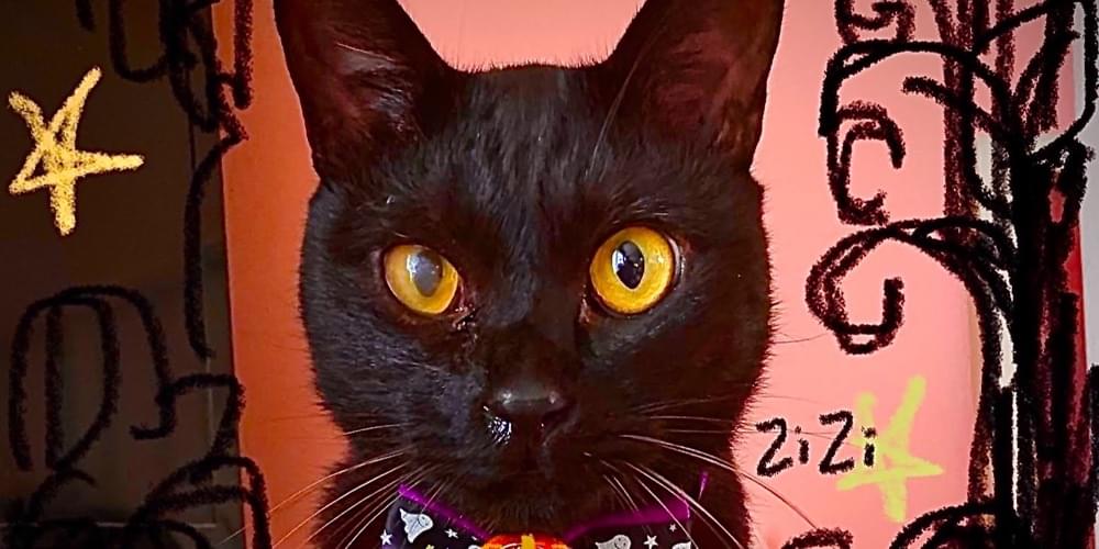 流山市、黒猫探しています!