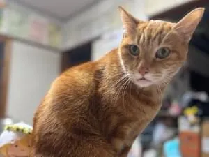 左耳付け根に傷有の茶トラの猫を探しています。