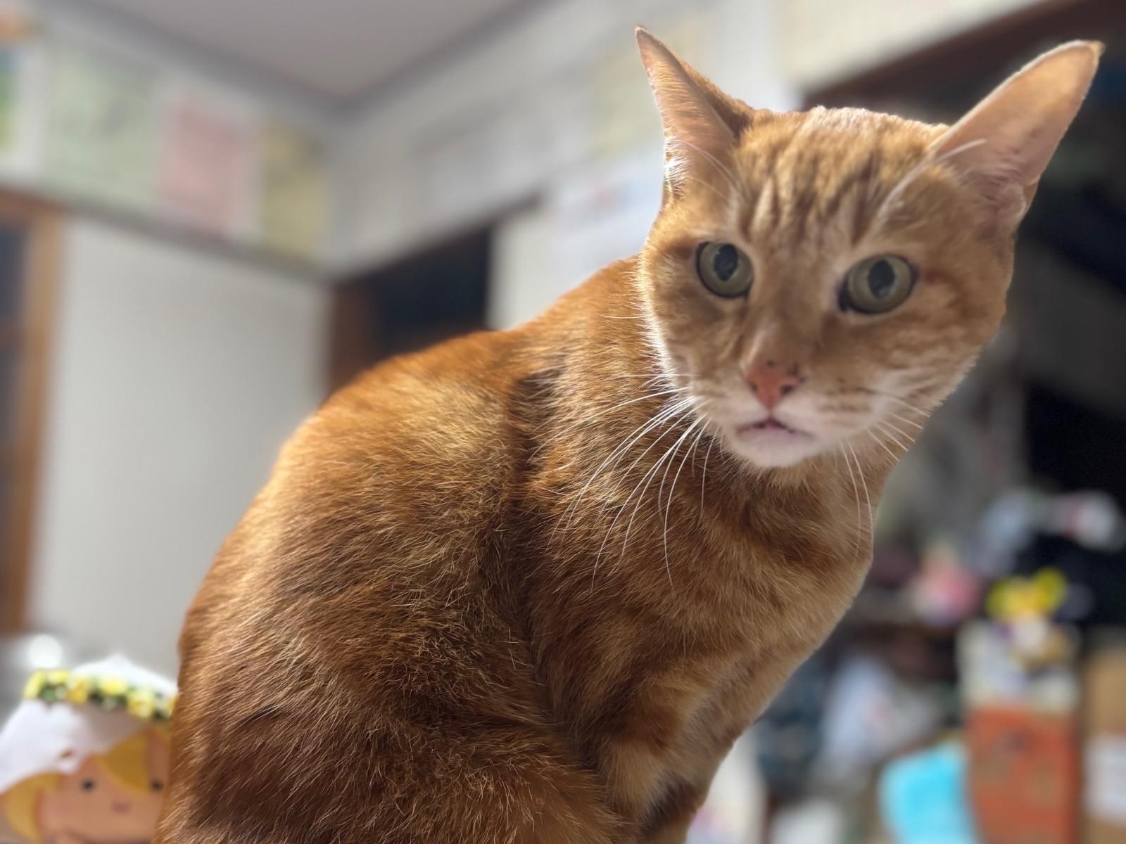 タイガちゃん タイガちゃん