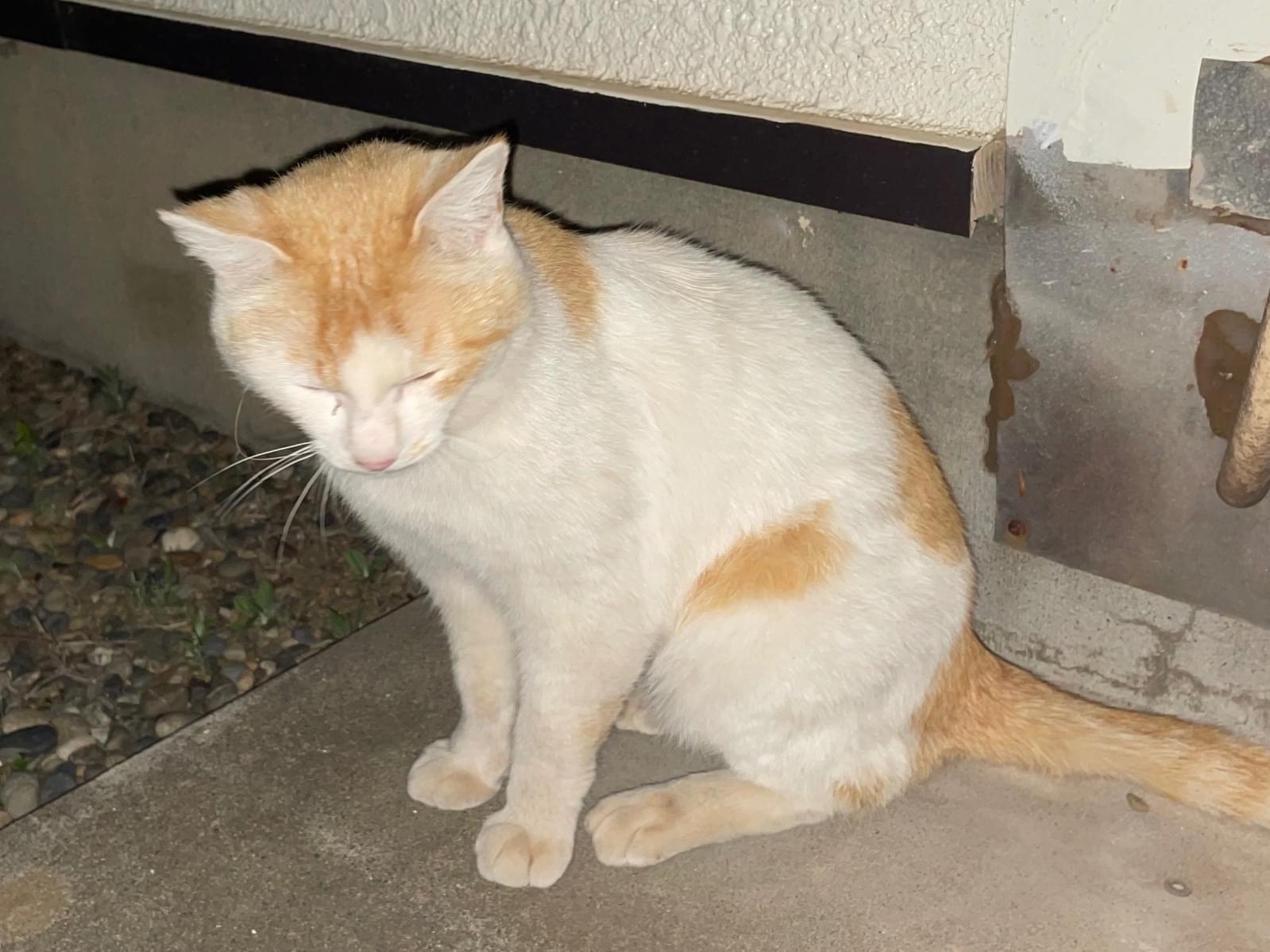 保護された猫