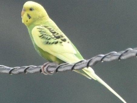 目撃された鳥 目撃された鳥
