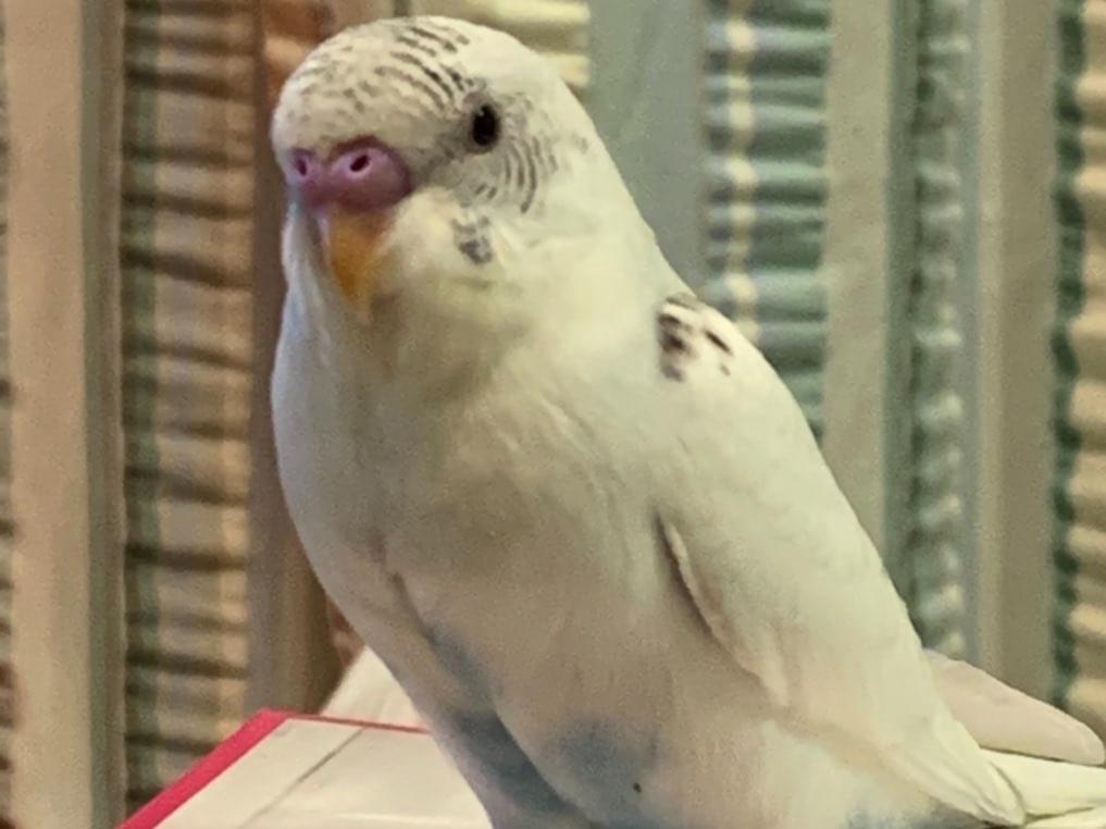 チャオズちゃん チャオズちゃん