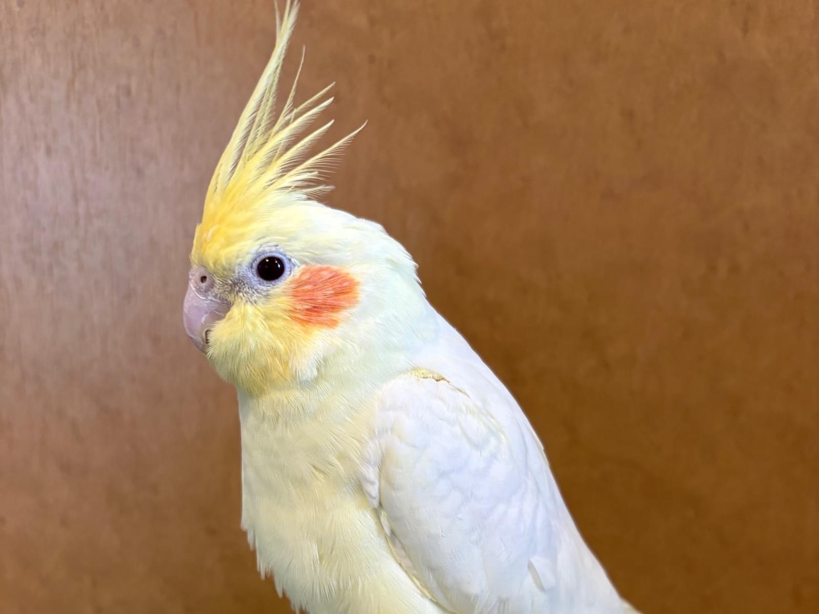 とのちゃん