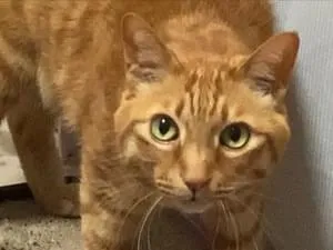 雑種猫、茶トラ去勢済み首輪無し探してます