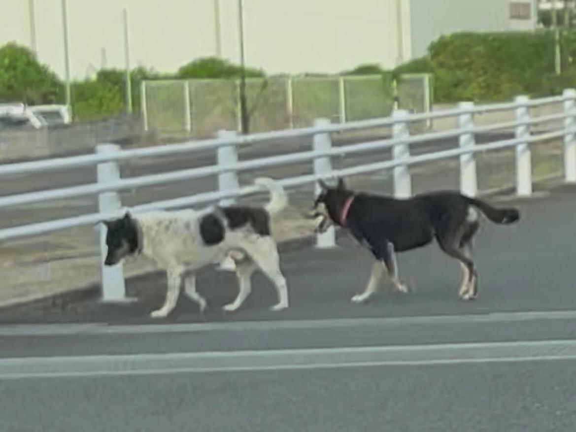 目撃された犬 目撃された犬