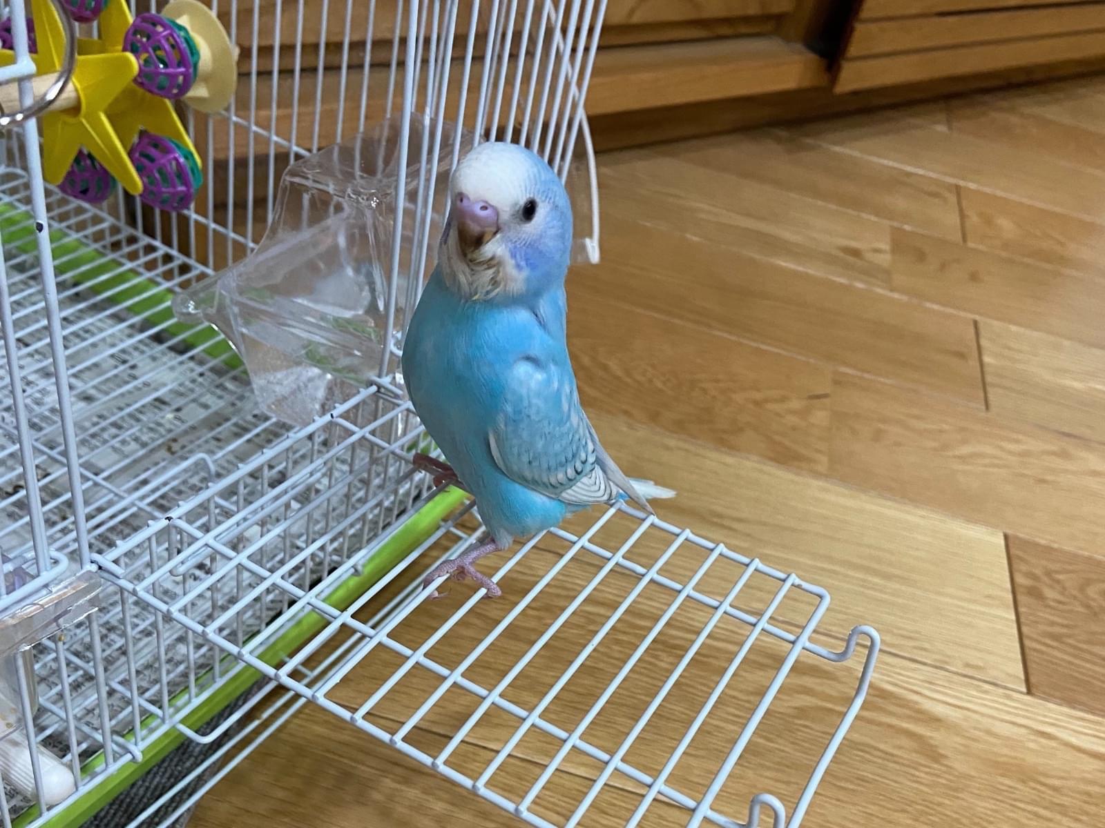 そらちゃん そらちゃん