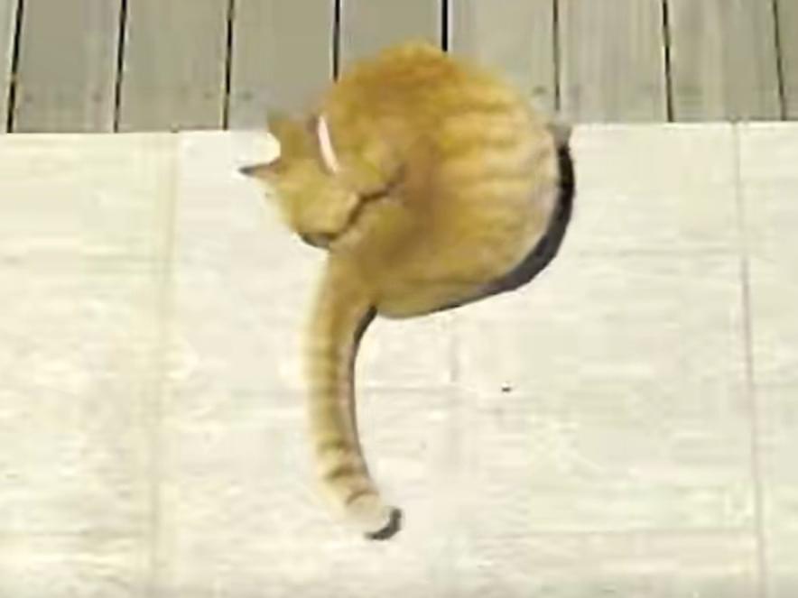 目撃された猫 目撃された猫