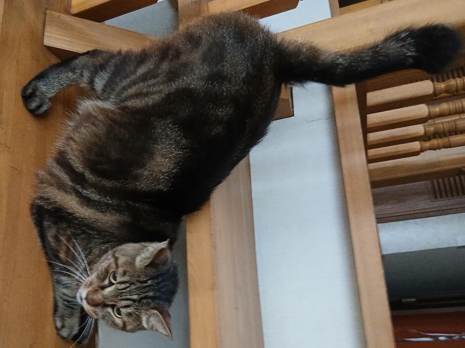 ちいちゃん ちいちゃん