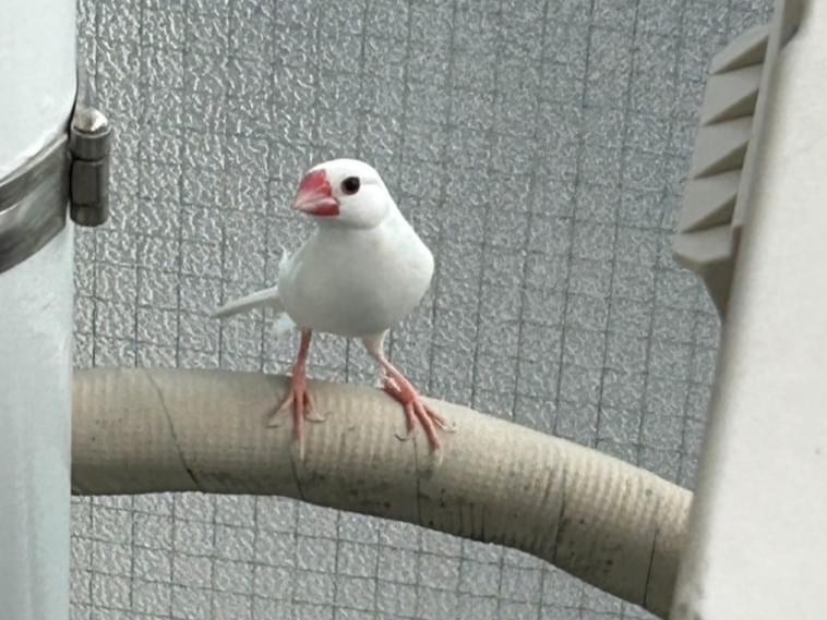 目撃された鳥 目撃された鳥