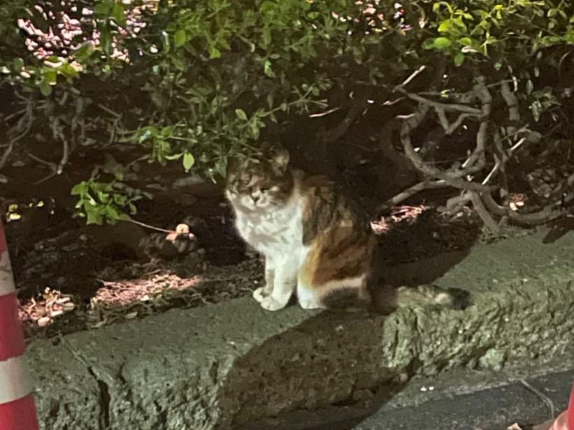 目撃された猫 目撃された猫