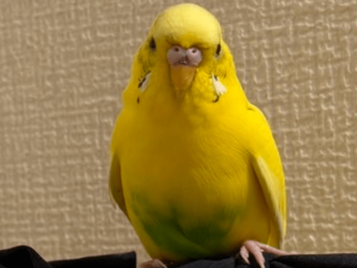 保護された鳥 保護された鳥
