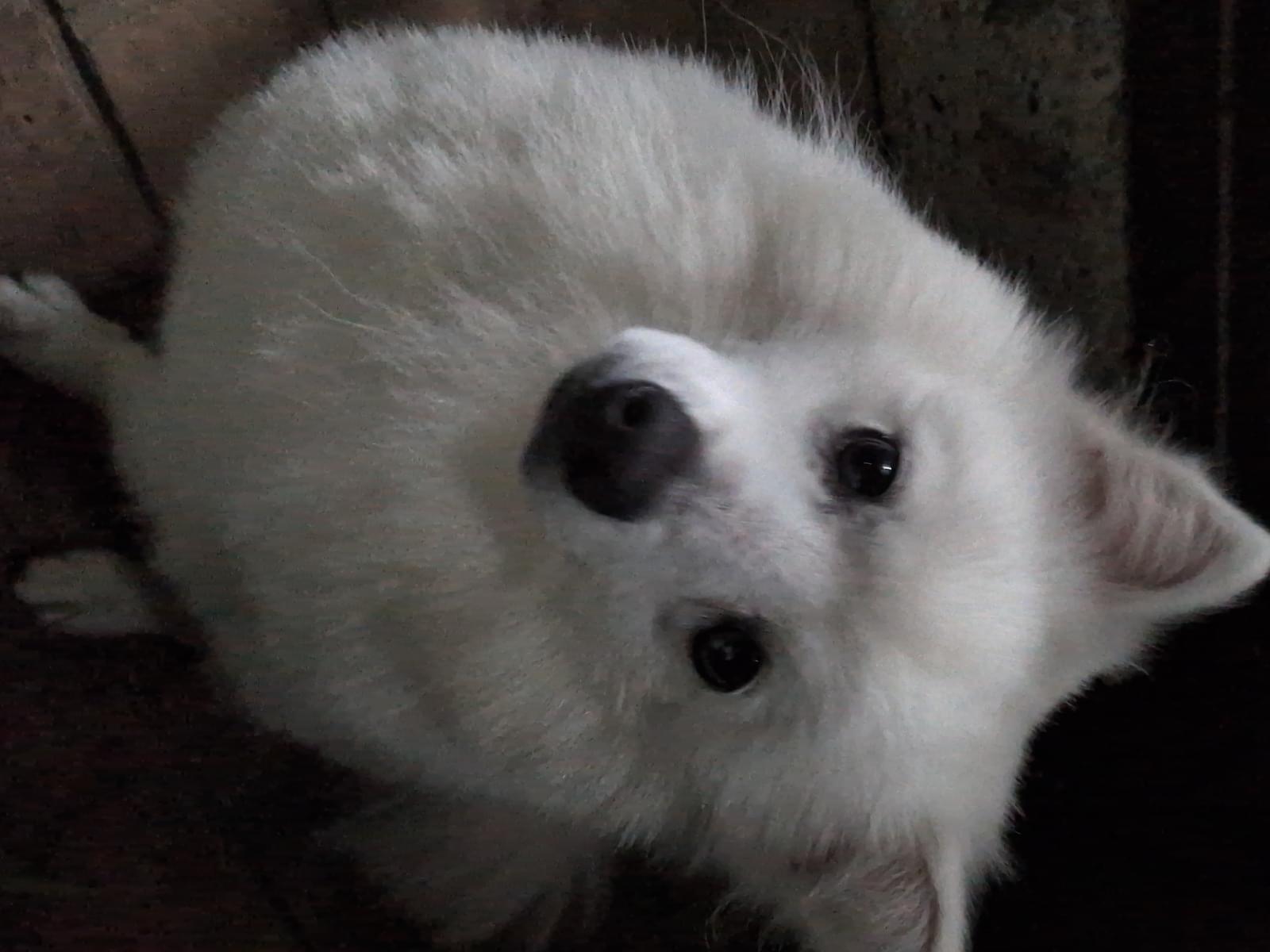 おもちちゃん おもちちゃん