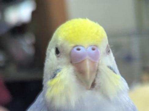 保護された鳥