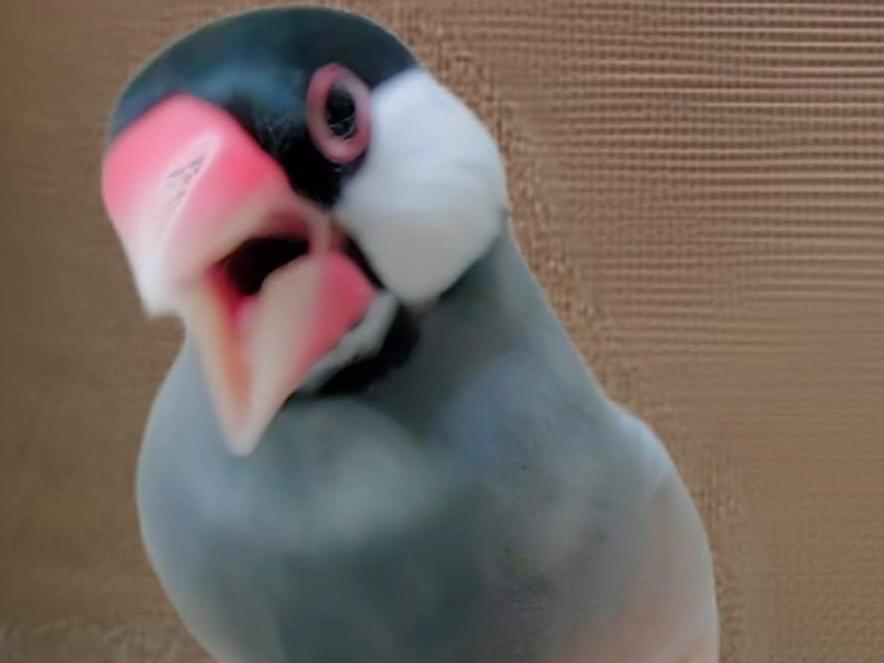 もなかちゃん もなかちゃん